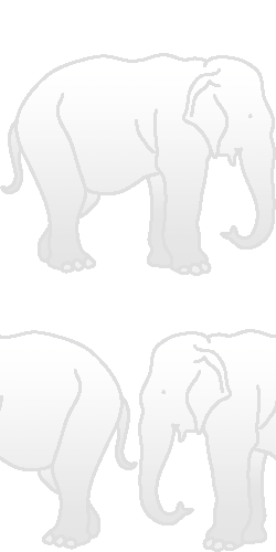 象 ゾウ の壁紙 元画像 無料素材 壁紙tank