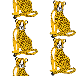 Cheetahs image