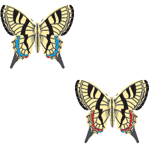 アゲハ蝶の壁紙