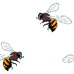 Wasps image