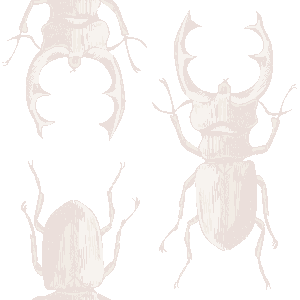 Stag Beetle, Lucanus Maculifemoratus