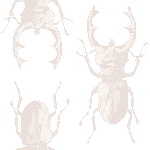 Stag Beetles background