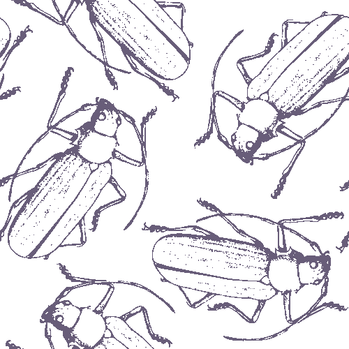 Long-horned Beetle clip art
