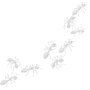 (アリ)蟻の壁紙
