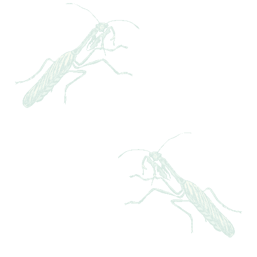Mantidae, Mantodea images gratuites