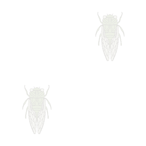 Cicada picture