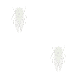 Cicadas background