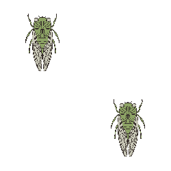 Cicadas image