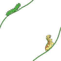 Larva image