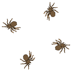 Tarantula image