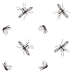 Mosquitos image