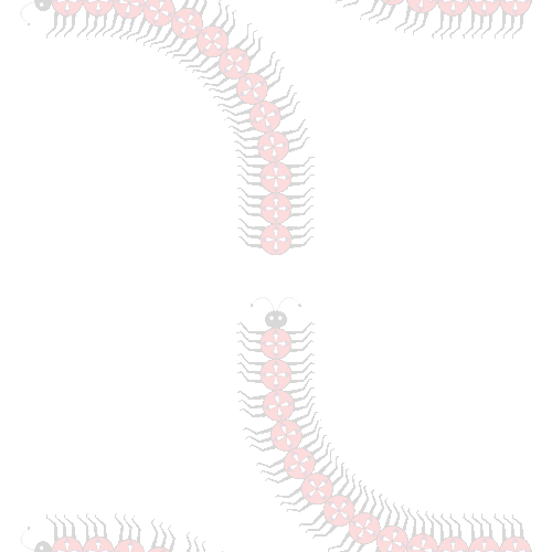 Centipede picture