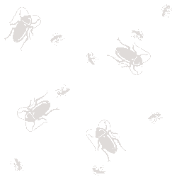 Cockroaches graphic