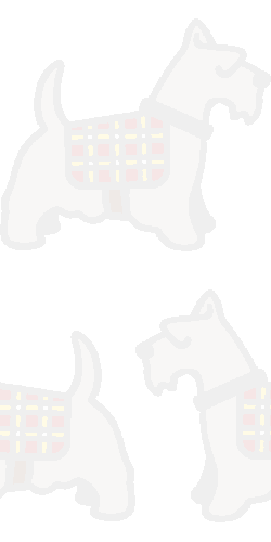 Scottish Terrier or Miniature schnauzer picture