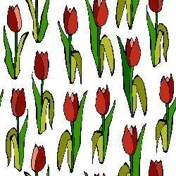 Tulipe image
