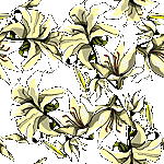 Lilies image