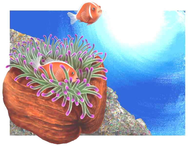 Pink skunk clownfish, Pink anemonefish screen saver