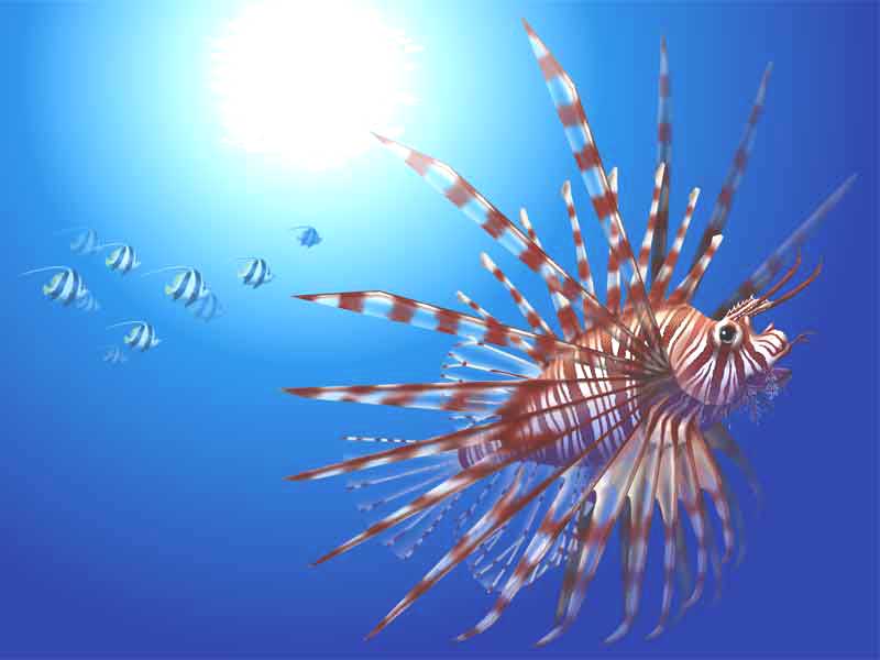 Red lionfish screen saver