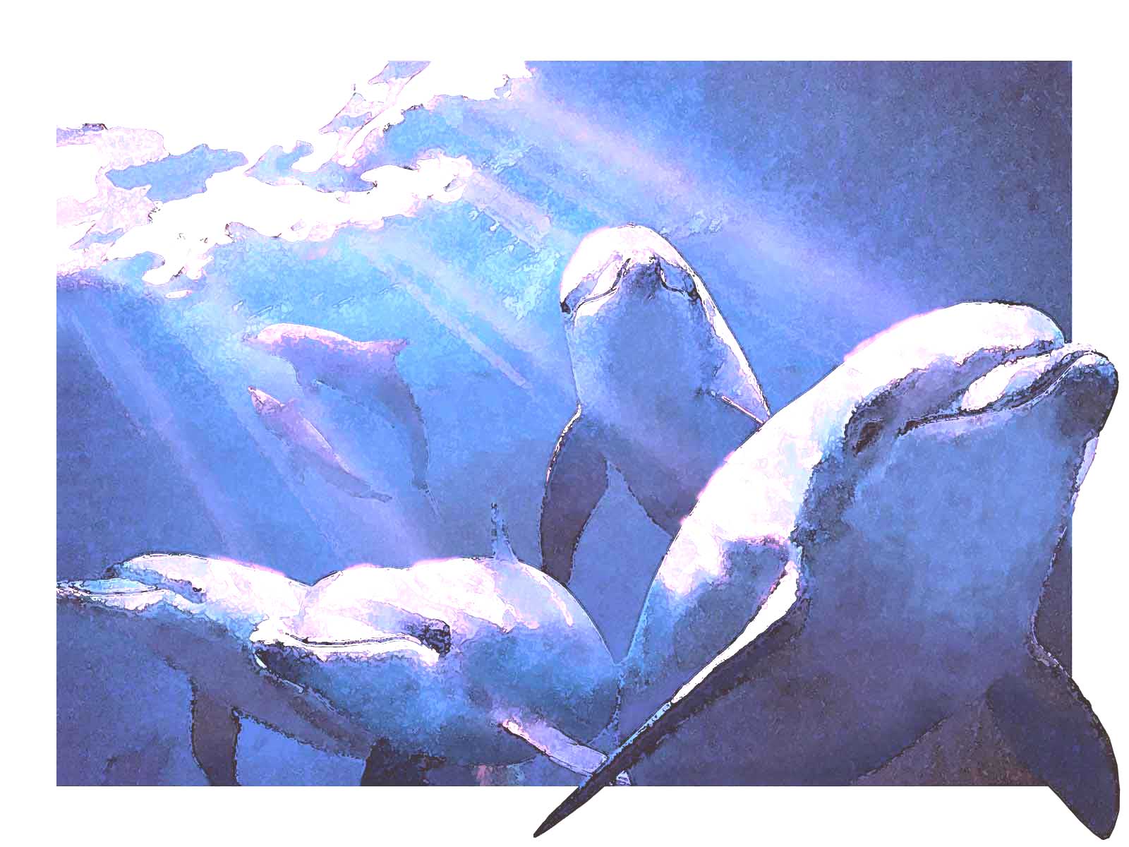 イルカ 海豚 の壁紙 ポストカード用イラスト フリー素材集 壁紙tank