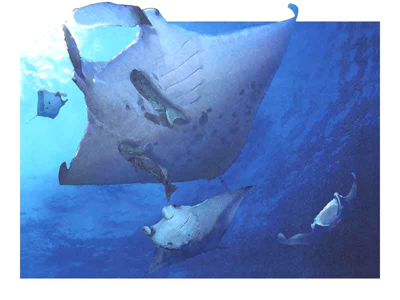 Manta ray screen saver