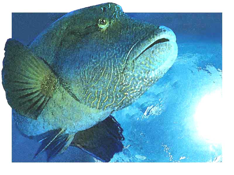 Napoleonfish, Humphead wrasse screen saver