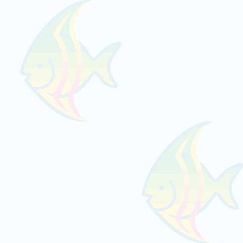 Angelfishes graphic